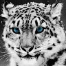 AR_Tay713