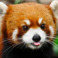 redpanda2722