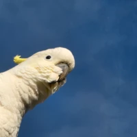 techloadMellowApricot159