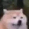 Doggom