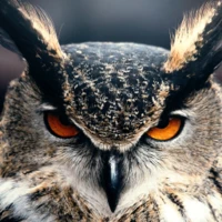 DuskyOwl