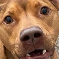 poooch