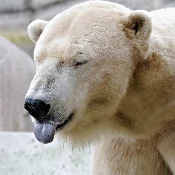 GrinAndBearIt