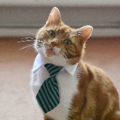 BusinessCat15