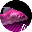 FiszPL