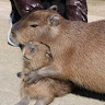 Capybara_Grass