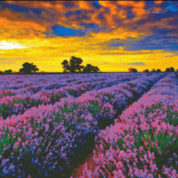 LavenderWebeasyheaven363