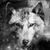 WolfWade