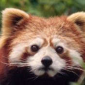 PandaPants200