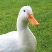 Ducky__