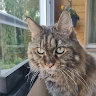 Catnose