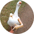 quacky