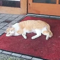 AmaranthtechnoCORAL482