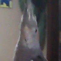 BirdloveKiko