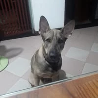 bizGuppieGreenconnect941