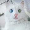 coolLemonGlacierlink950