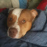 PlayfulDoggy