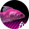 FiszPL