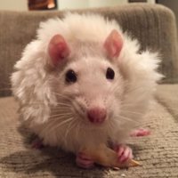 Kibbleshaman