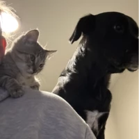 sharpRedSalsaventure926