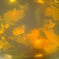 TOPAZthinkWeldonBlue403