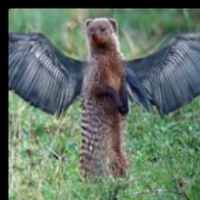 FlyingMongoose