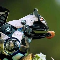 SquirrelDroid