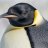 RadicalPenguin