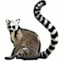 lemur