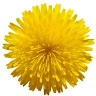 dandelion608