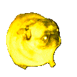 :pugvibe: :pugvibe: