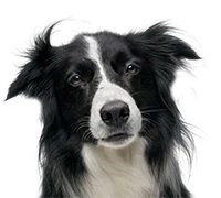 cowdogman
