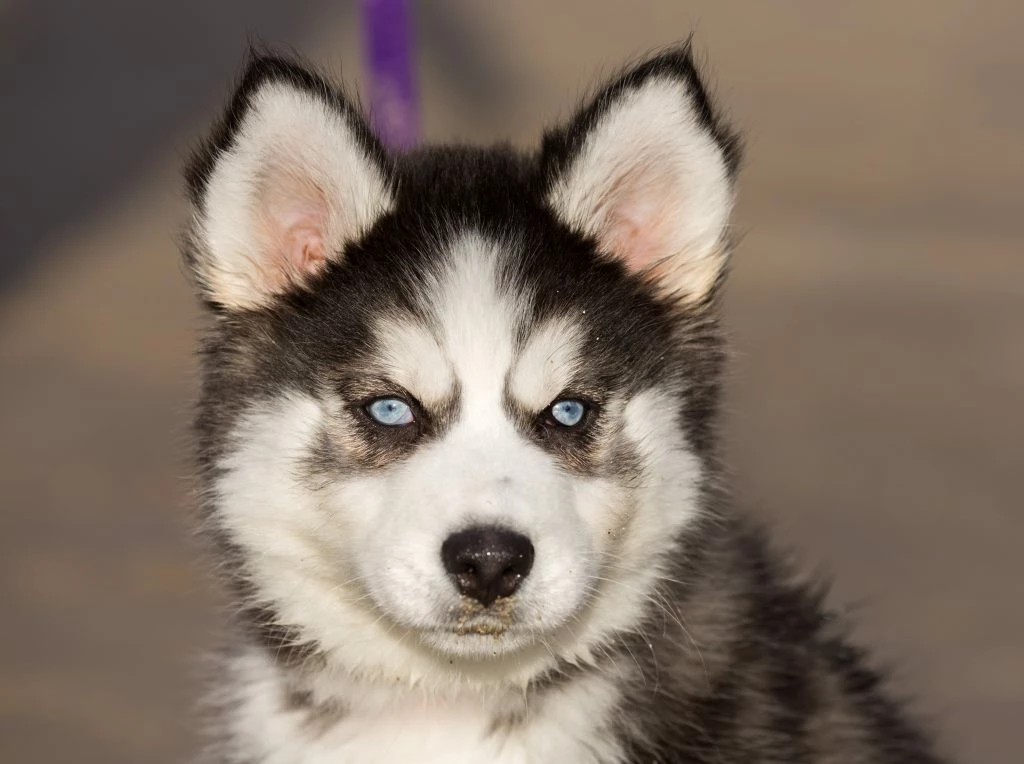 Huskypup