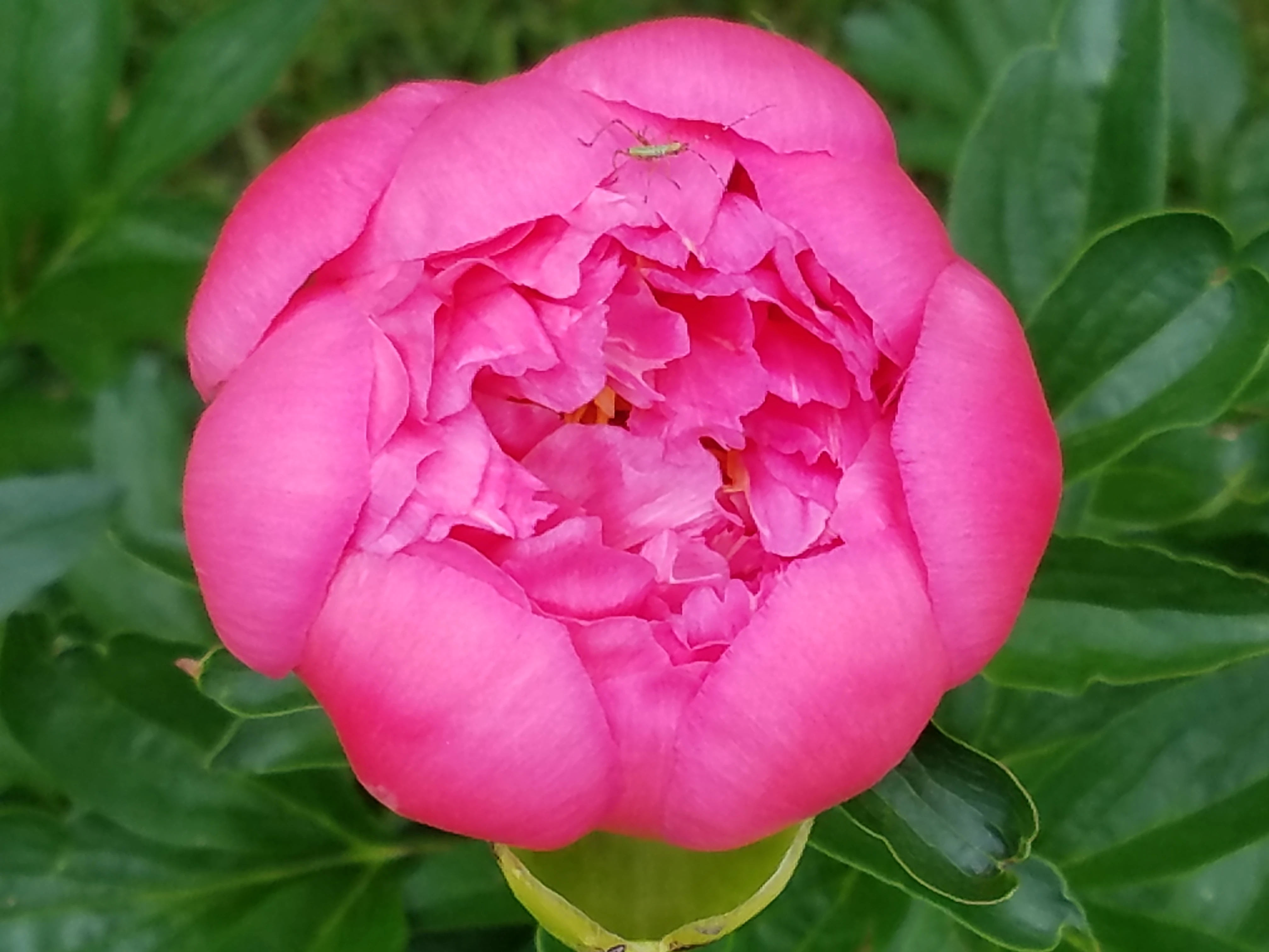 Susan80