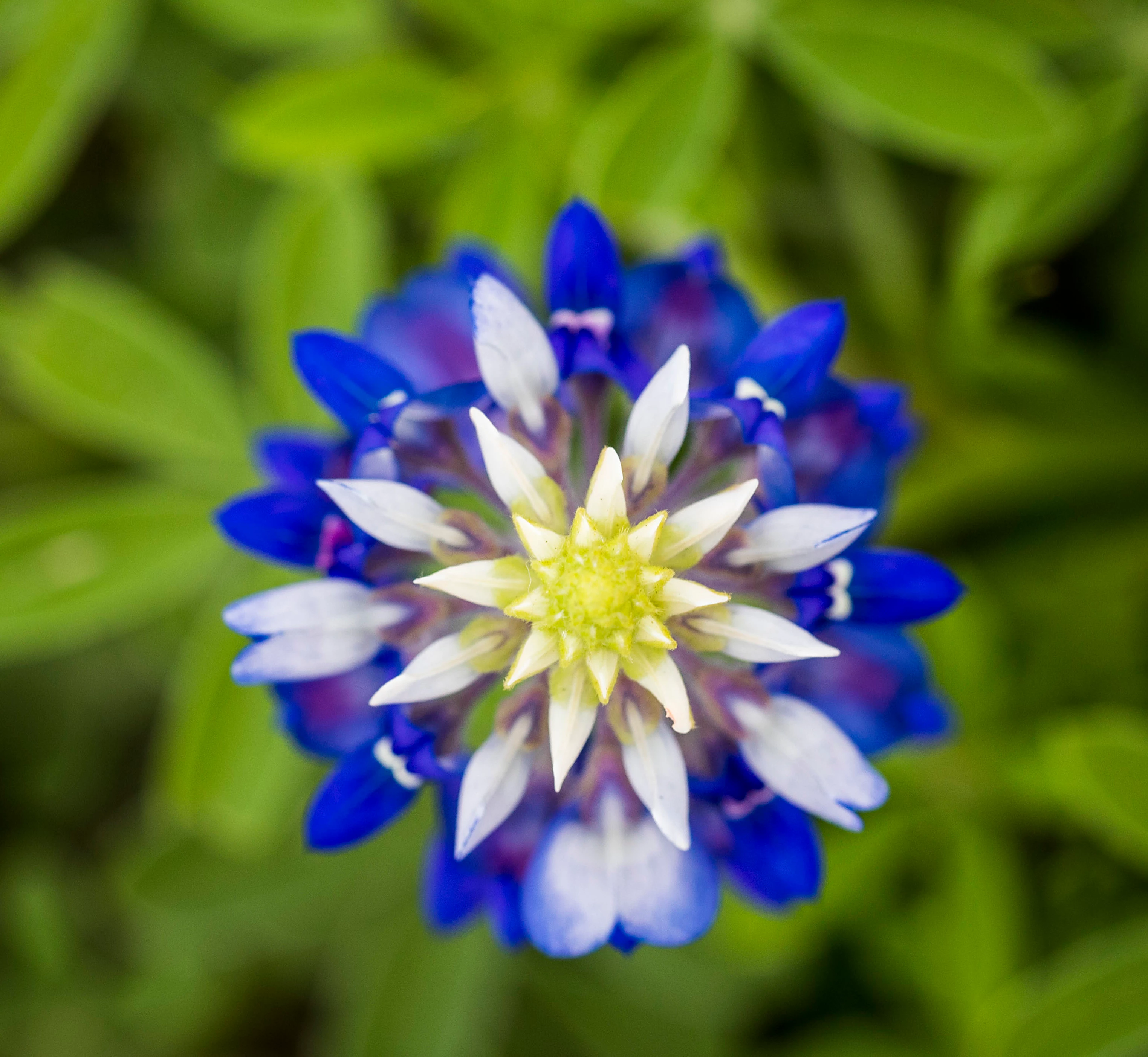 Bluebonnet