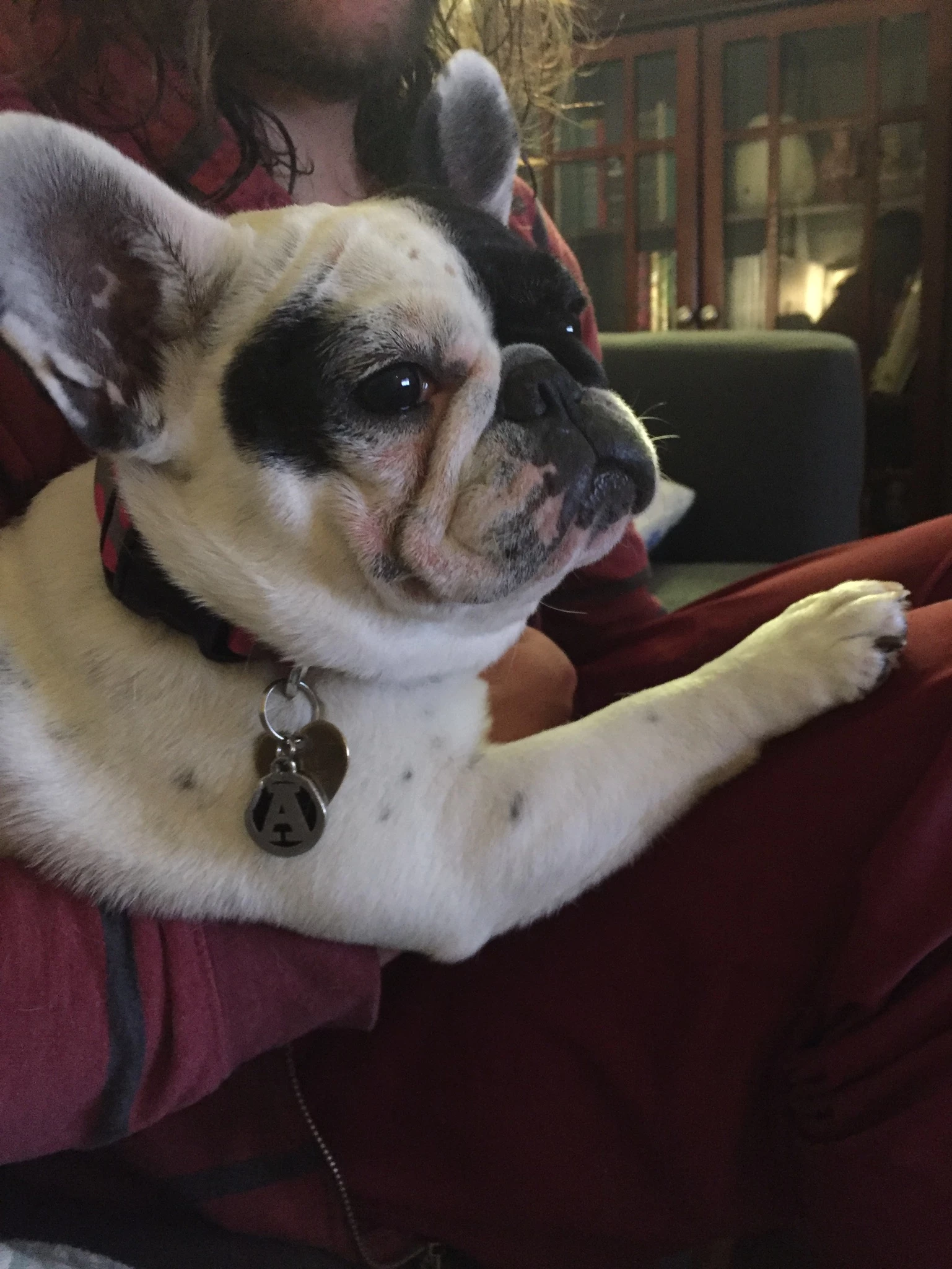 applepup1