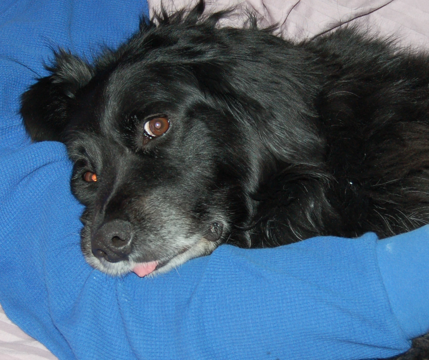 TuckerdogAVL
